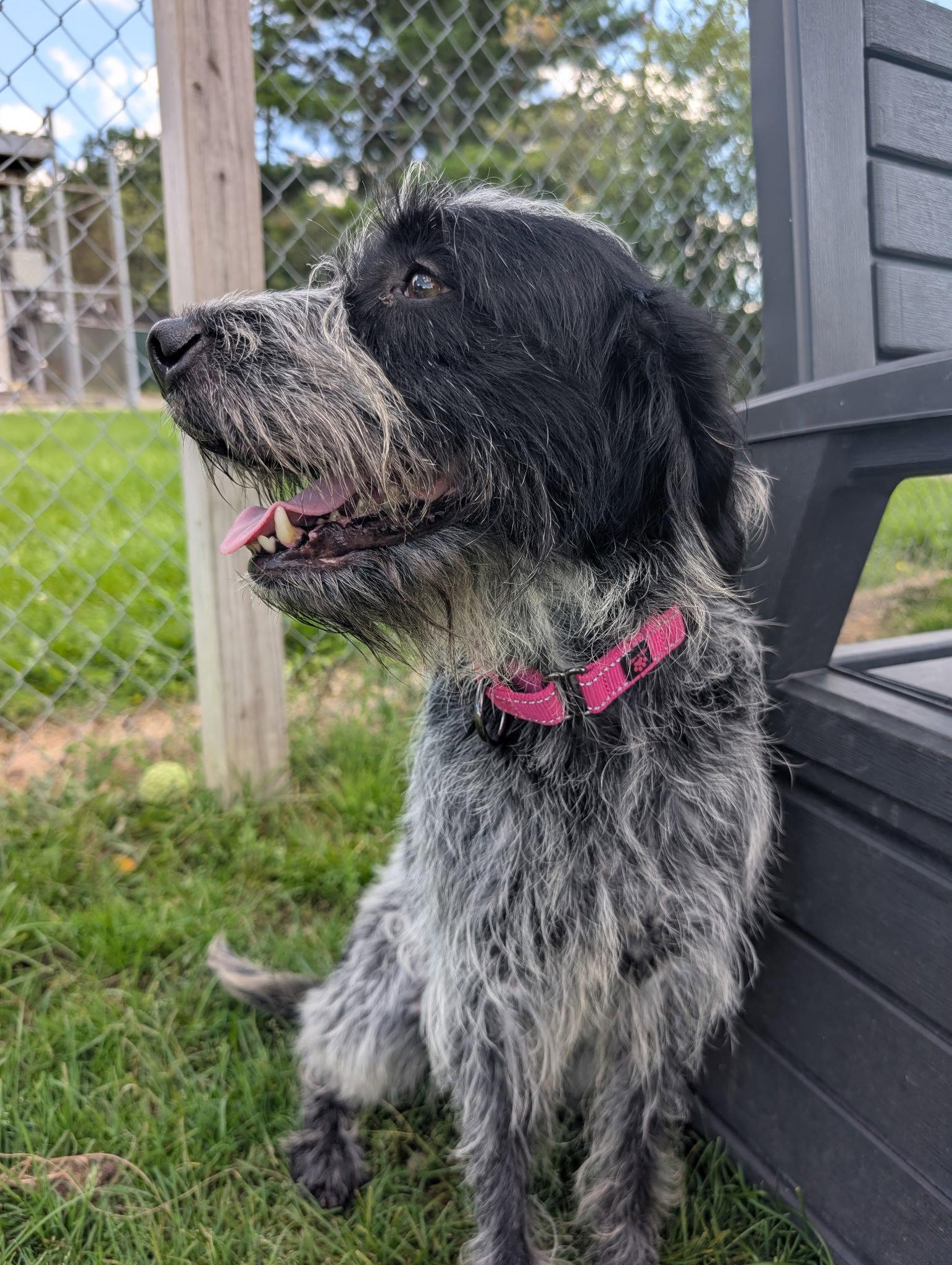 Enlarge Topher, a Adoptable German Wirehaired Pointer in Cuyahoga Falls, OH image 3/3