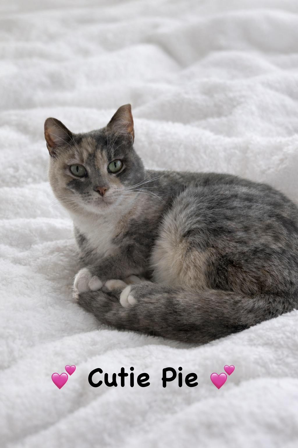 Cutie Pie, a ADOPTABLE Domestic Medium Hair in Copley, OH image 2/2