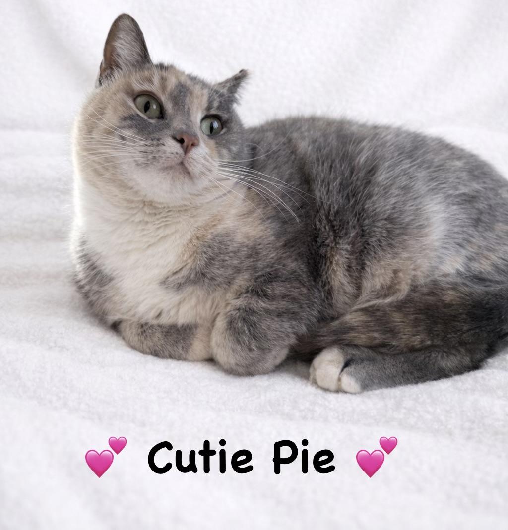 Cutie Pie, ADOPTABLE, Young Female Domestic Medium Hair.
