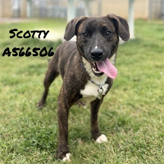 Enlarge SCOTTY, a Adoptable mixed breed in Huntsville, AL image 1/1