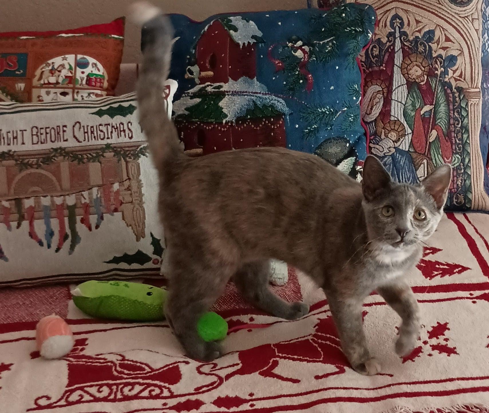 Enlarge Mya, a Adoptable Domestic Short Hair in Mansfield, TX image 2/6