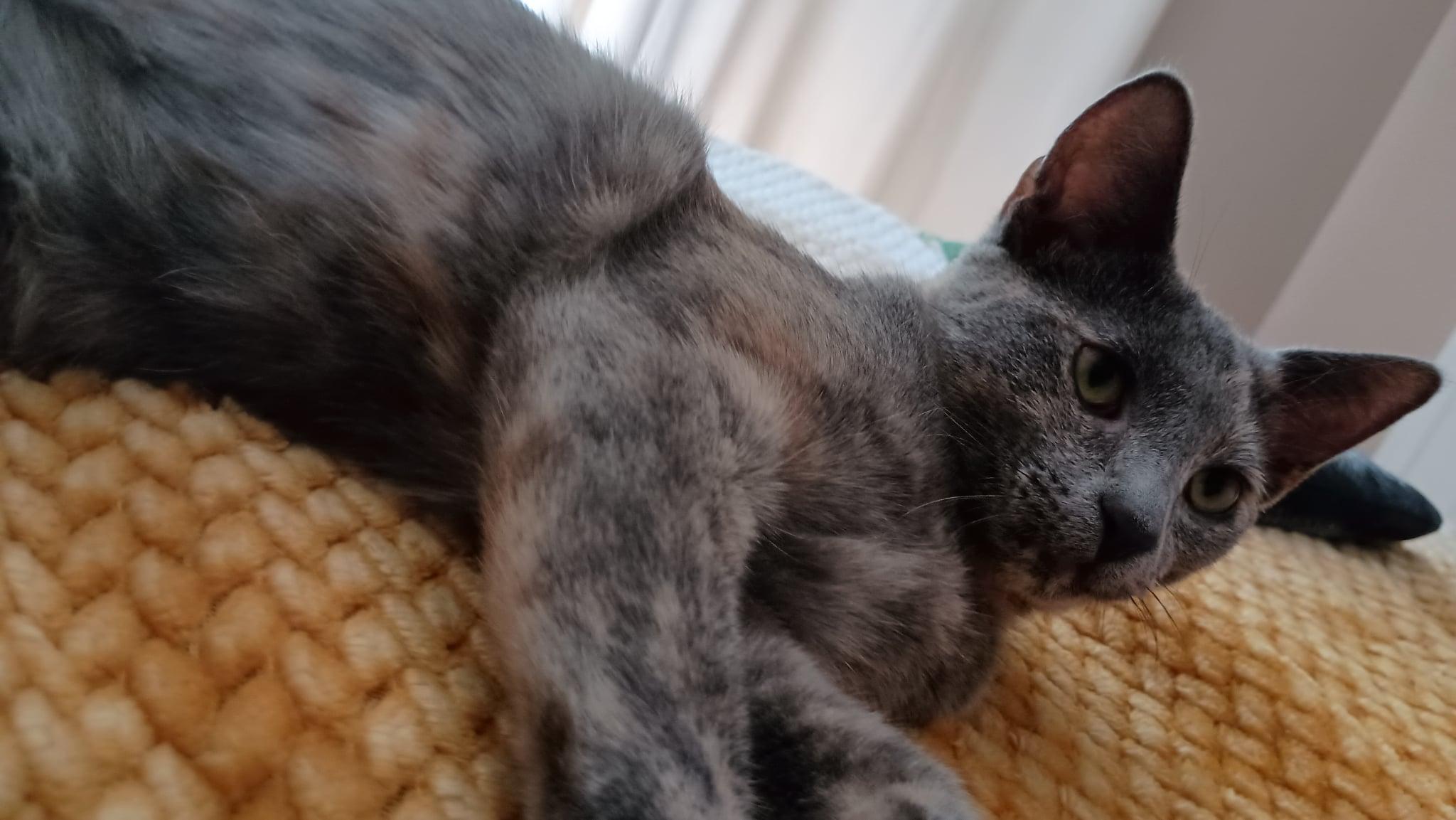 Enlarge Mya, a Adoptable Domestic Short Hair in Mansfield, TX image 5/6