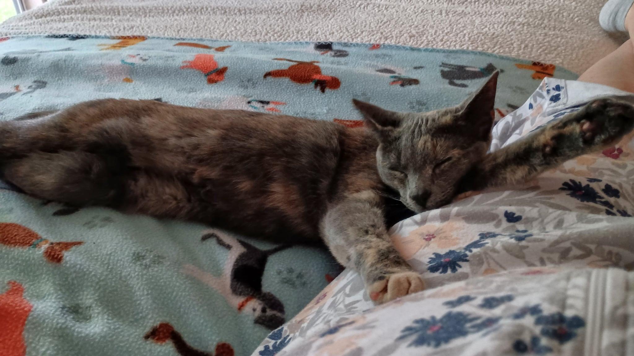 Enlarge Mya, a Adoptable Domestic Short Hair in Mansfield, TX image 6/6