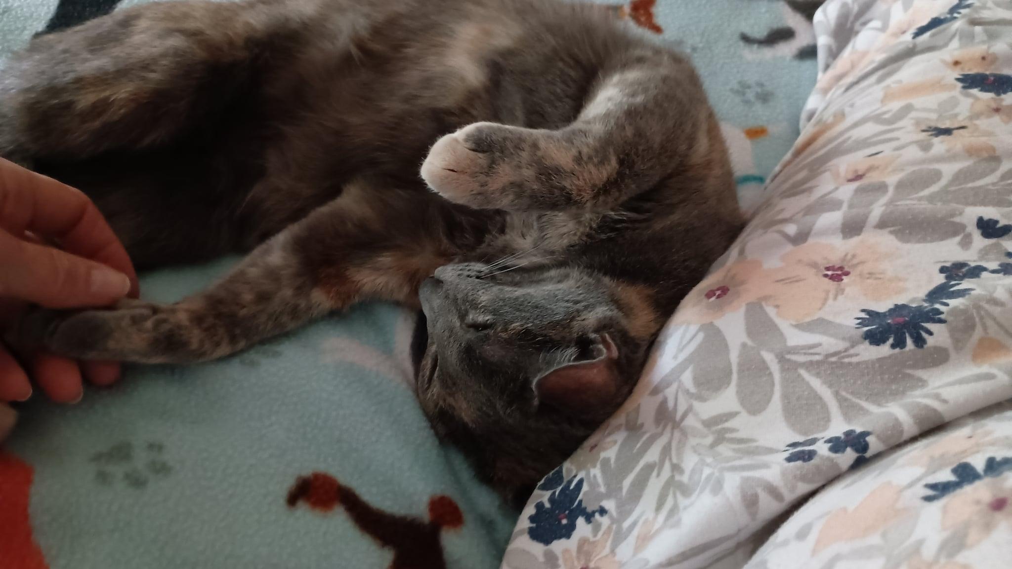 Mya, Adoptable, Young Female Domestic Short Hair.