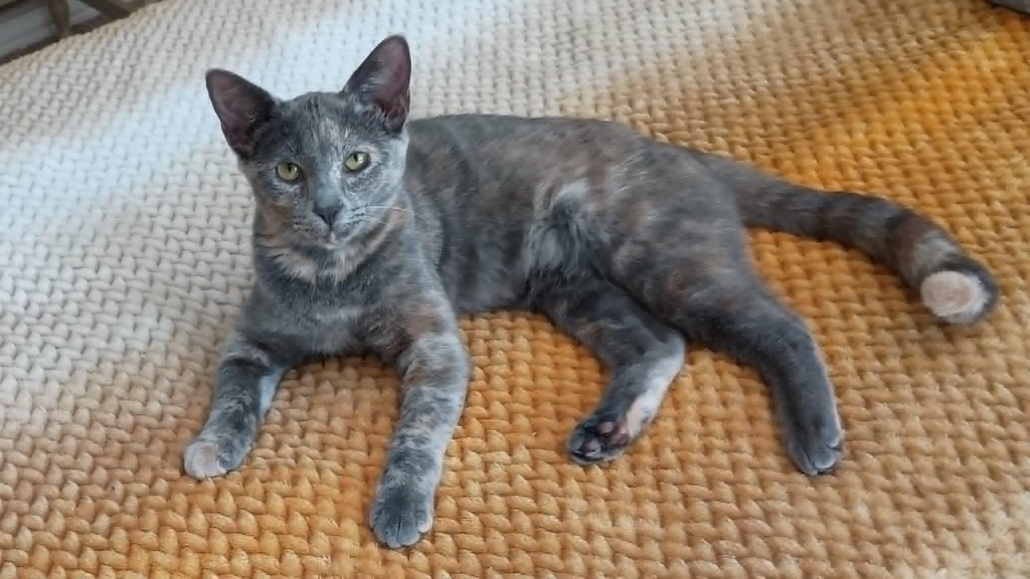 Mya, a Adoptable Domestic Short Hair in Mansfield, TX image 6/6