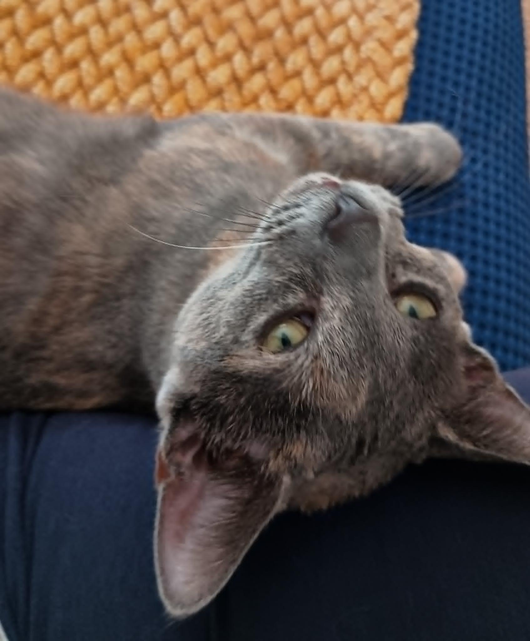 Mya, a Adoptable Domestic Short Hair in Mansfield, TX image 1/6