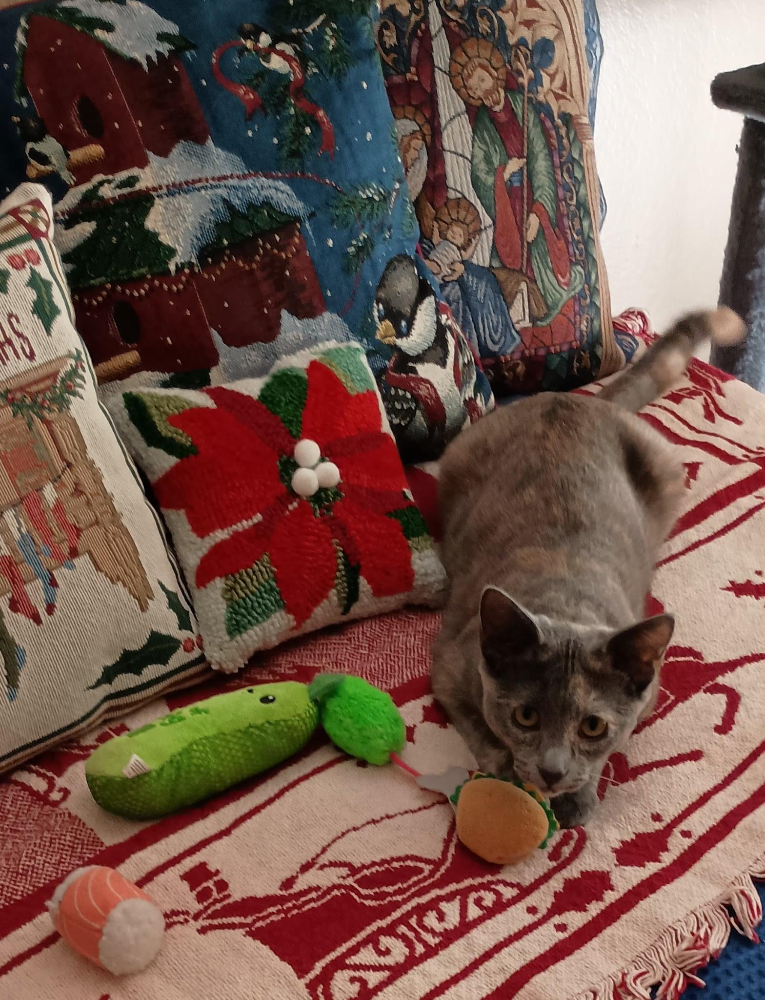 Enlarge Mya, a Adoptable Domestic Short Hair in Mansfield, TX image 4/6