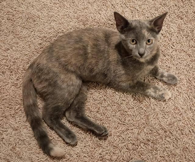 Mya, a Adoptable Domestic Short Hair in Mansfield, TX image 2/6