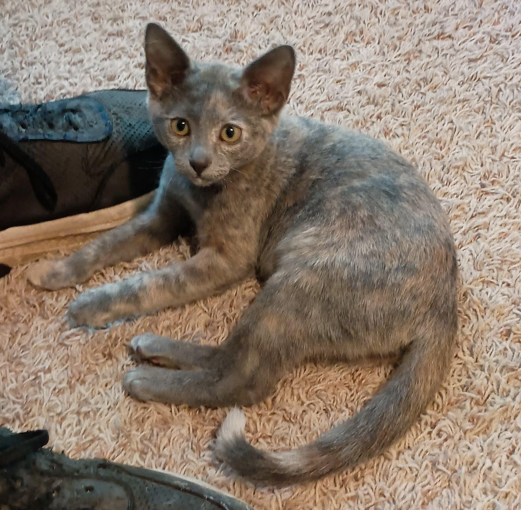 Mya, a Adoptable Domestic Short Hair in Mansfield, TX image 3/6