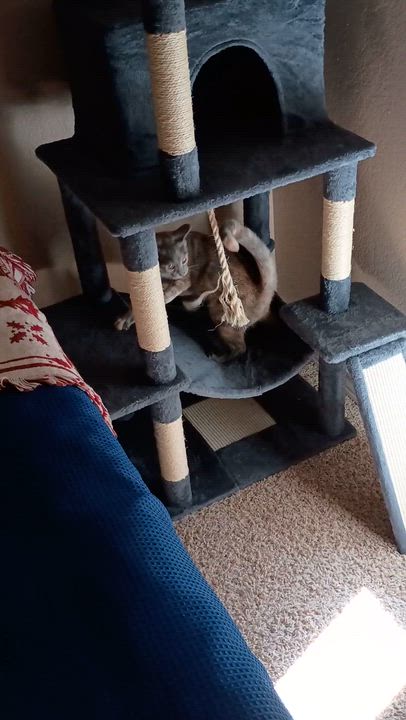 Enlarge Mya, a Adoptable Domestic Short Hair in Mansfield, TX video 5/6