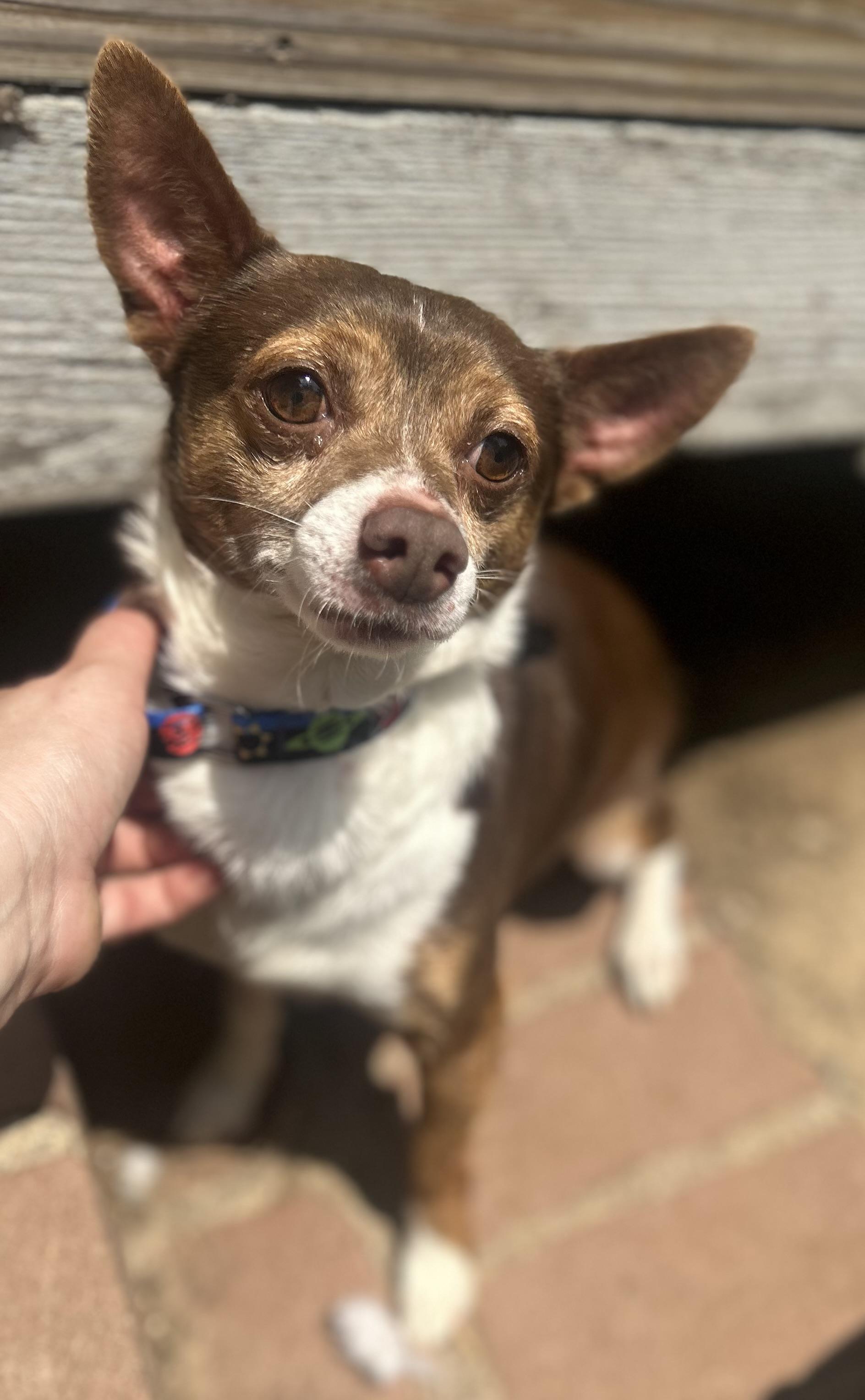 Bubba, adopted, Adult Male Chihuahua & Jack Russell Terrier.
