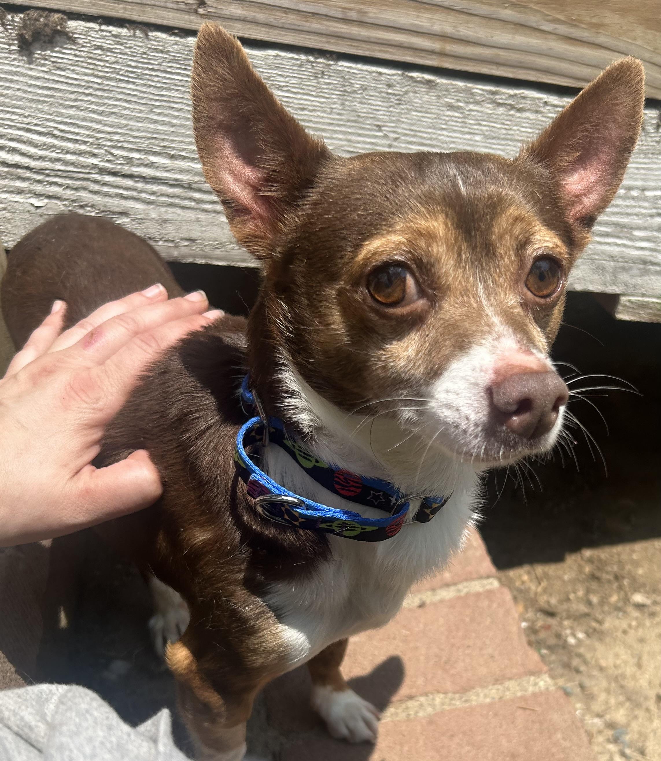 Enlarge Bubba, an adopted mixed breed in Oak Ridge, NJ image 2/3