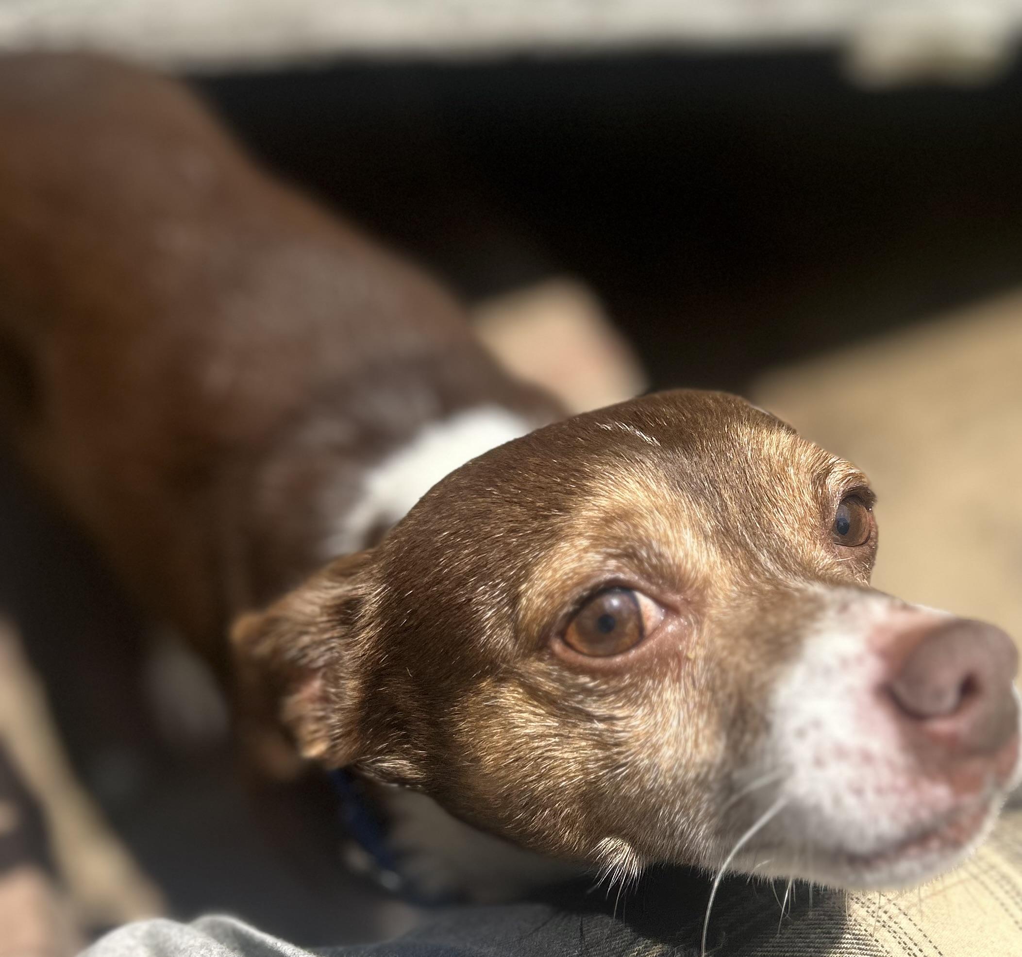 Enlarge Bubba, an adopted mixed breed in Oak Ridge, NJ image 3/3