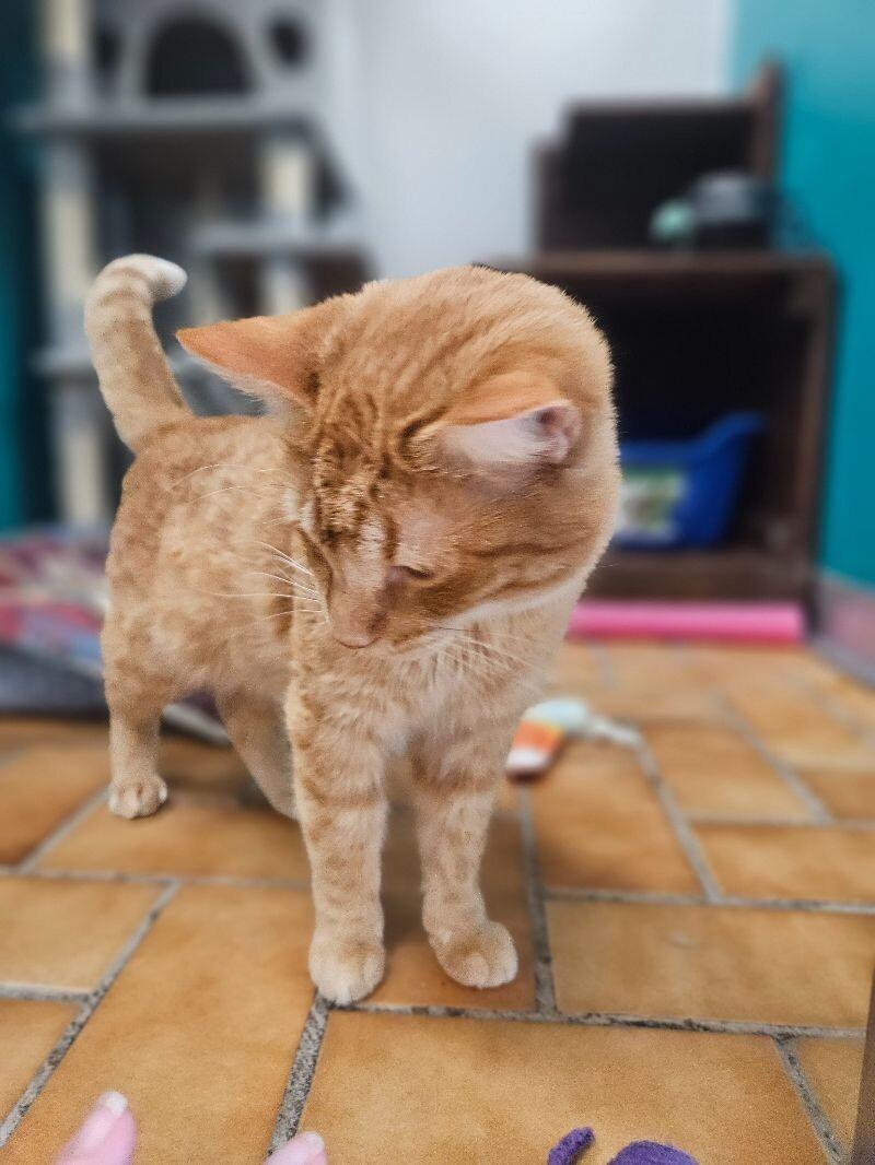 Milo, Adoptable, Adult Male Domestic Short Hair.