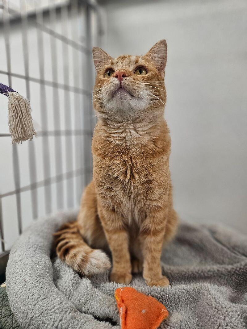 Milo, a Adoptable Domestic Short Hair in Yankton, SD image 2/5