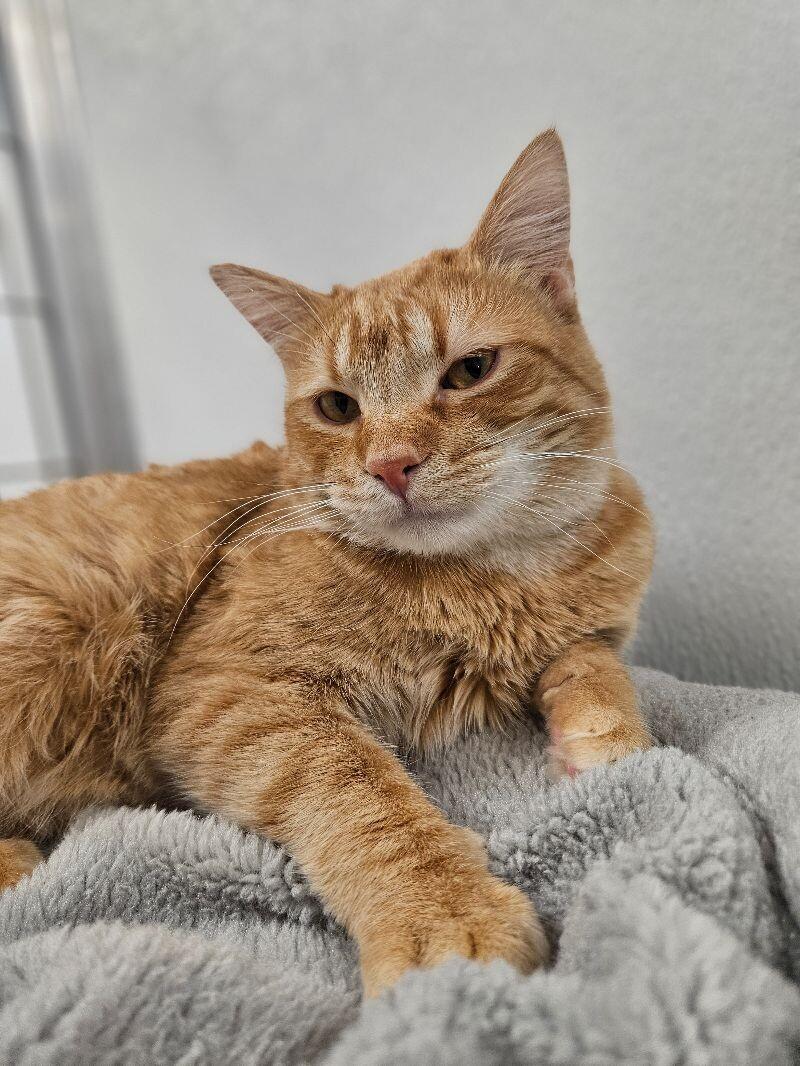 Milo, a Adoptable Domestic Short Hair in Yankton, SD image 3/5