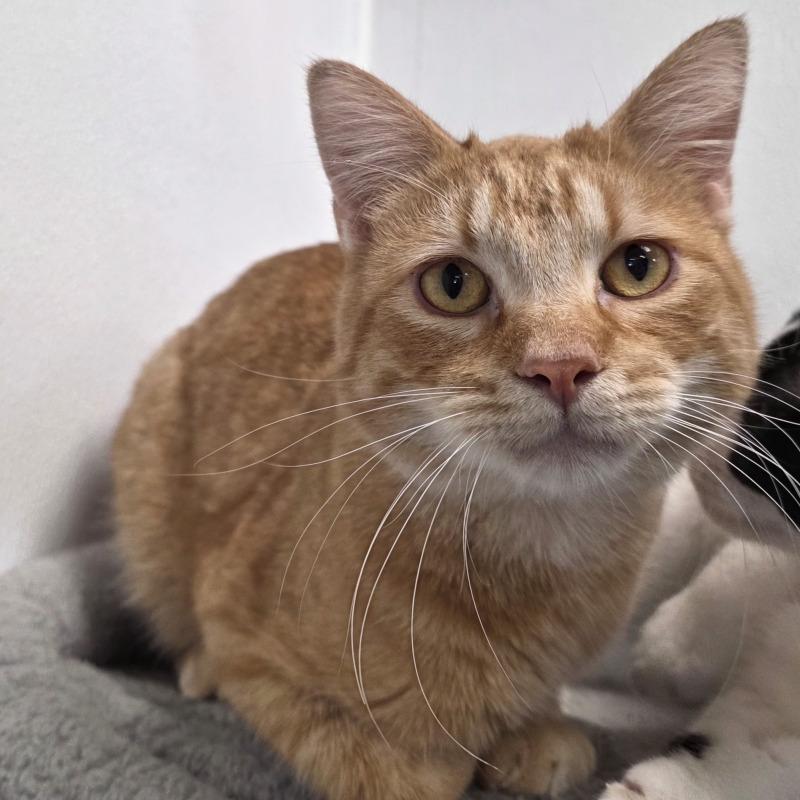 Milo, a Adoptable Domestic Short Hair in Yankton, SD image 4/5