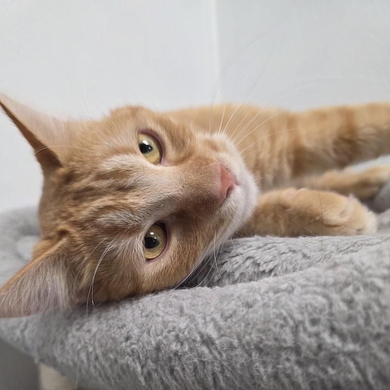 Milo, a Adoptable Domestic Short Hair in Yankton, SD image 5/5