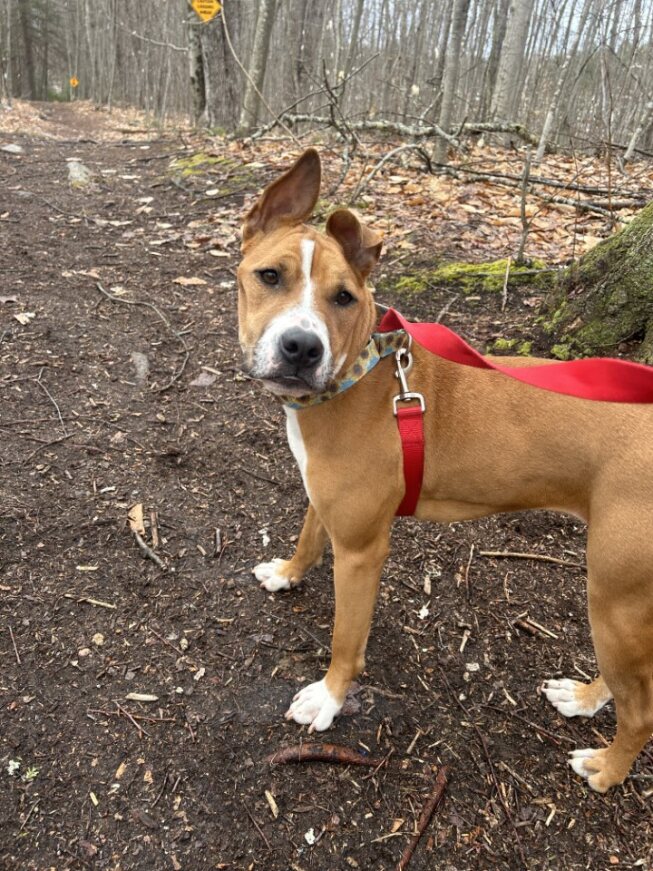 Dog for adoption Lil Kiki, a Mixed Breed in Chichester, NH Petfinder