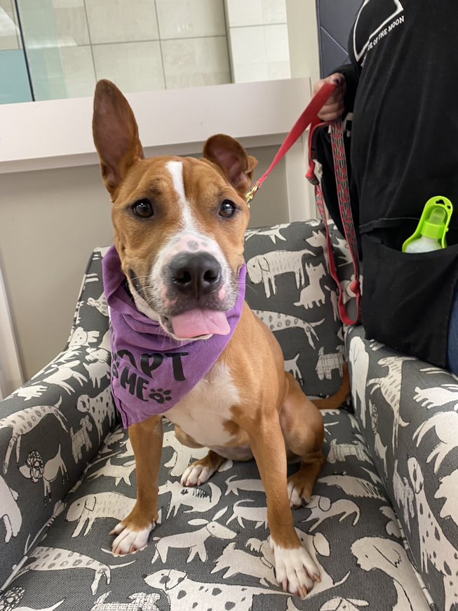 Dog for adoption Lil Kiki, a Mixed Breed in Chichester, NH Petfinder