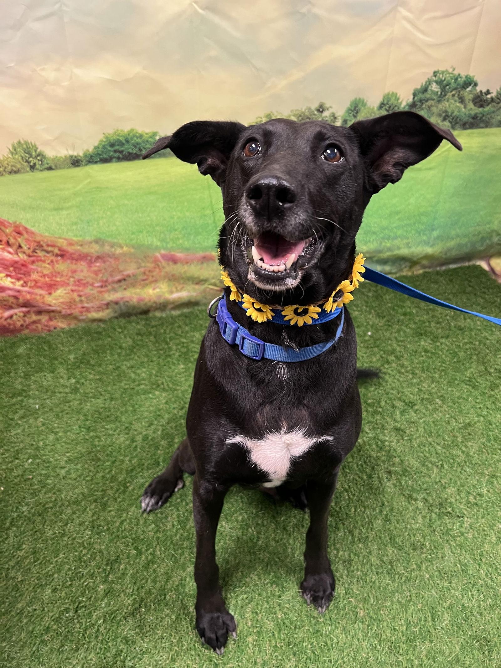 Fia, Adoptable, Adult Female Labrador Retriever & Border Collie.