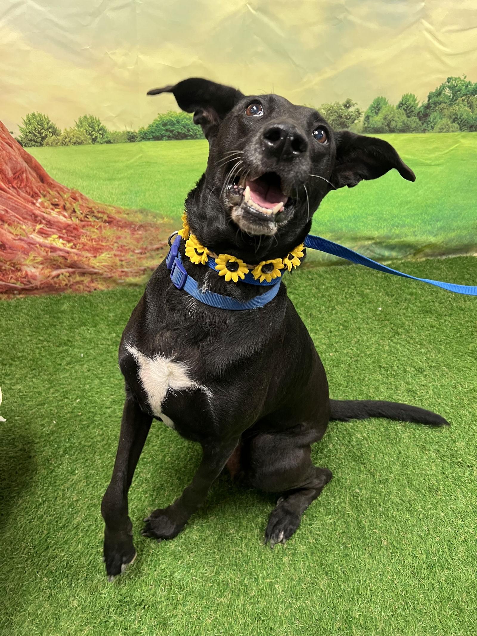 Enlarge Fia, a Adoptable mixed breed in Euless, TX image 2/2