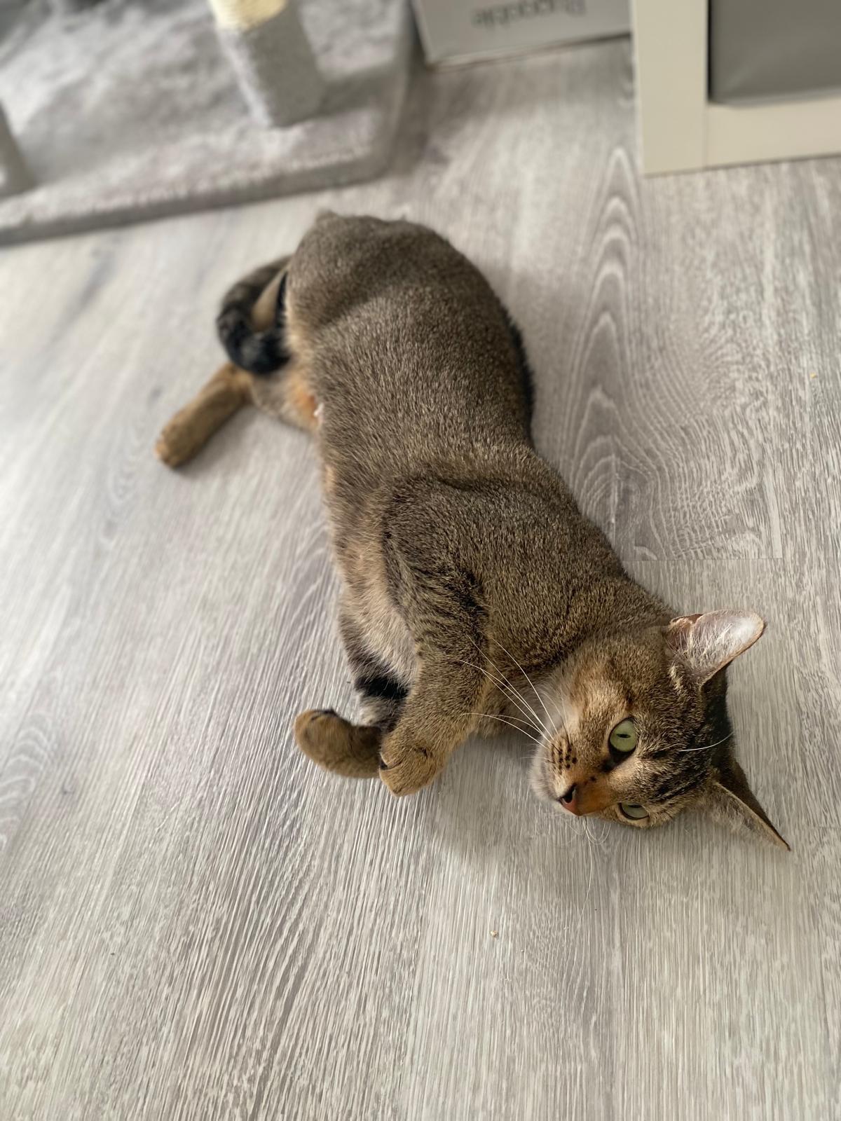 Enlarge Mizo, an adopted mixed breed in Boston, MA image 3/5