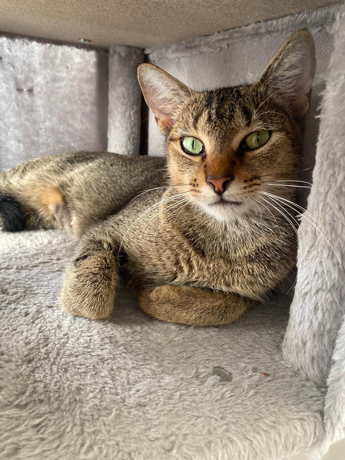 Mizo, adopted, Young Female Abyssinian & Domestic Short Hair.