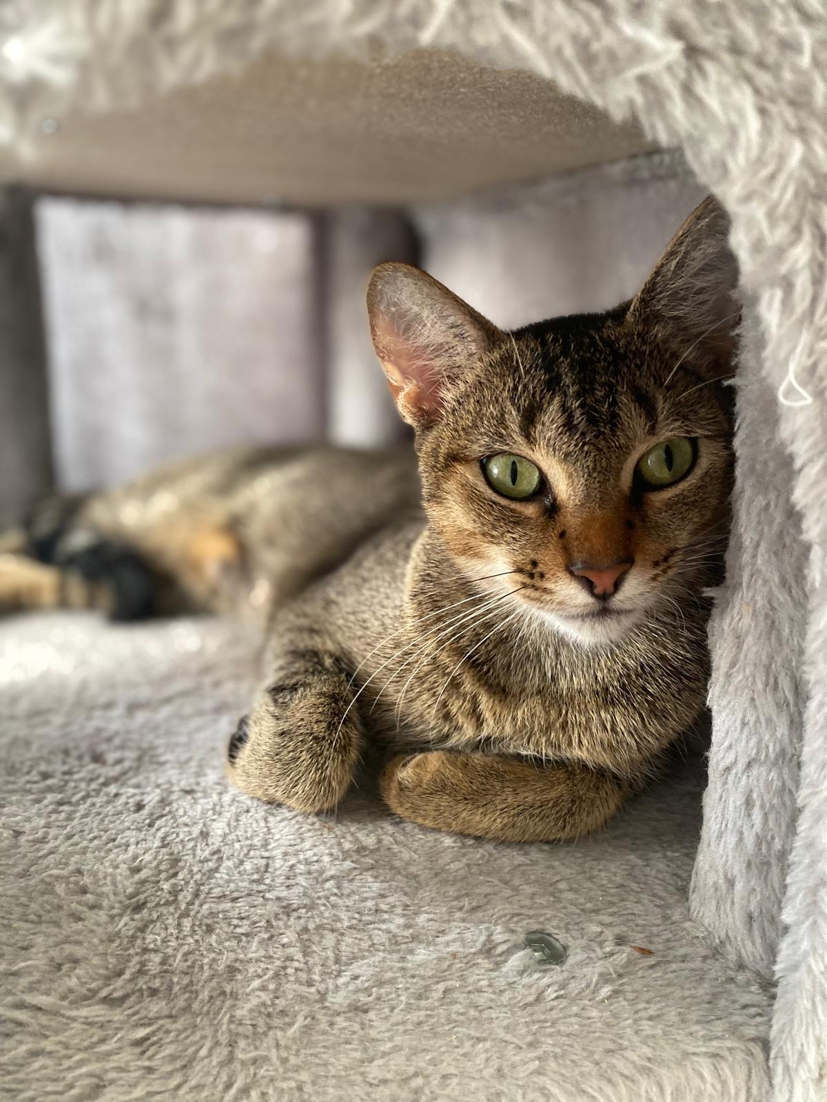 Enlarge Mizo, an adopted mixed breed in Boston, MA image 4/5