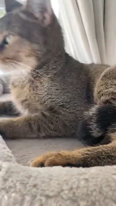 Enlarge Mizo, an adopted mixed breed in Boston, MA video 2/5