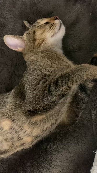 Enlarge Mizo, an adopted mixed breed in Boston, MA video 5/5