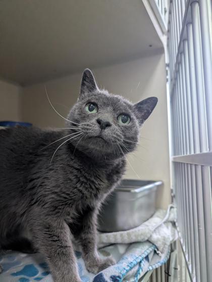 Enlarge Pixie, a Adoptable mixed breed in Columbus, IN image 1/1