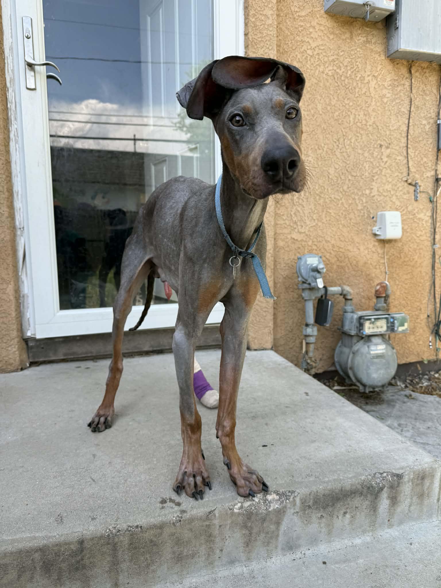 Enlarge Kermit, a Adoptable Doberman Pinscher in Denver, CO image 1/4