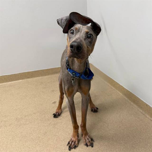 Enlarge Kermit, a Adoptable Doberman Pinscher in Denver, CO image 2/4