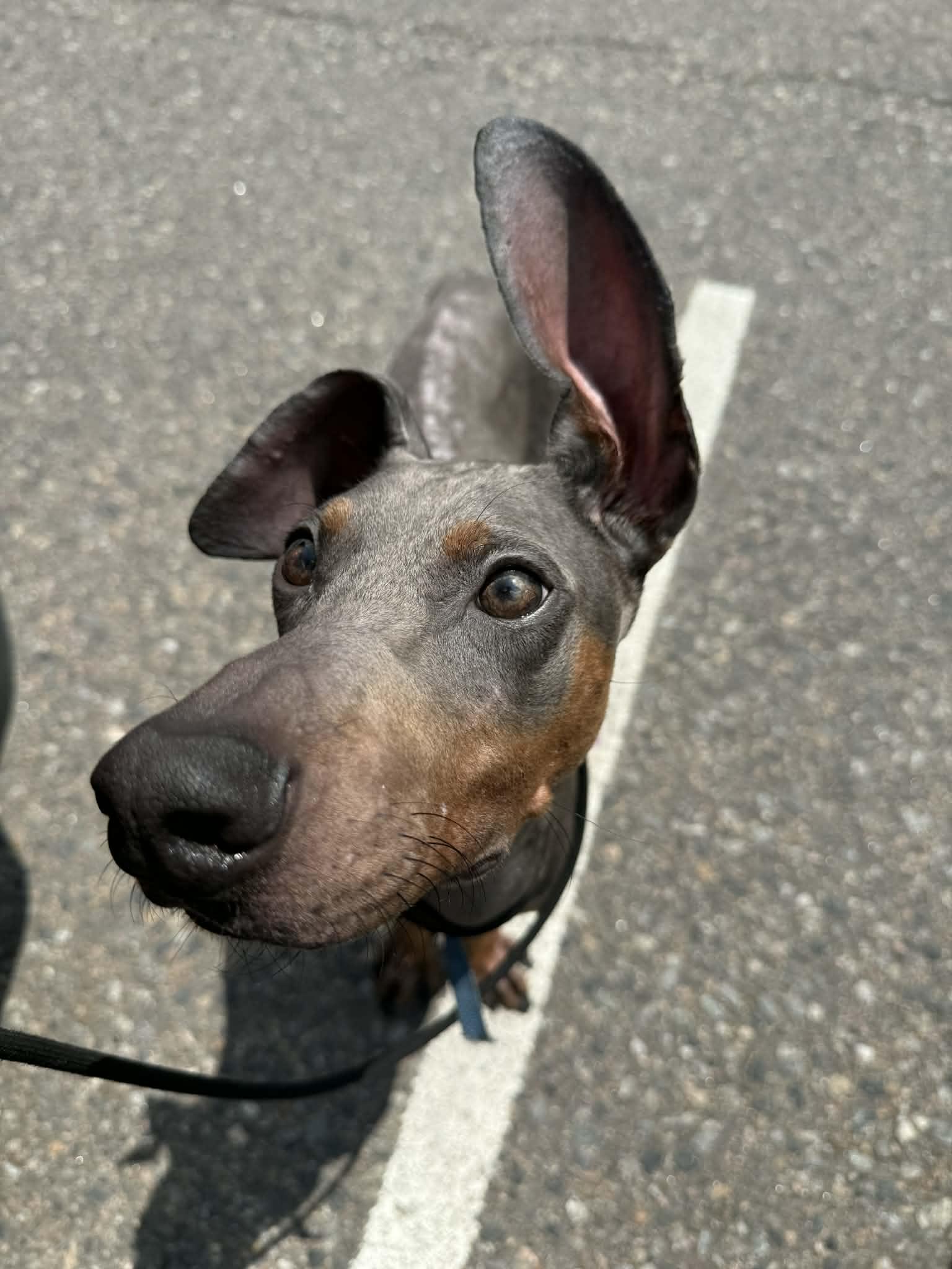 Enlarge Kermit, a Adoptable Doberman Pinscher in Denver, CO image 3/4