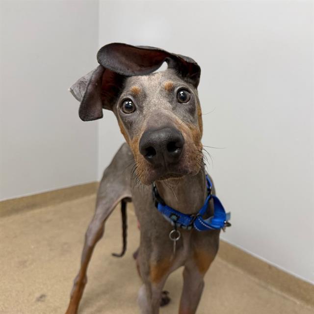 Enlarge Kermit, a Adoptable Doberman Pinscher in Denver, CO image 4/4