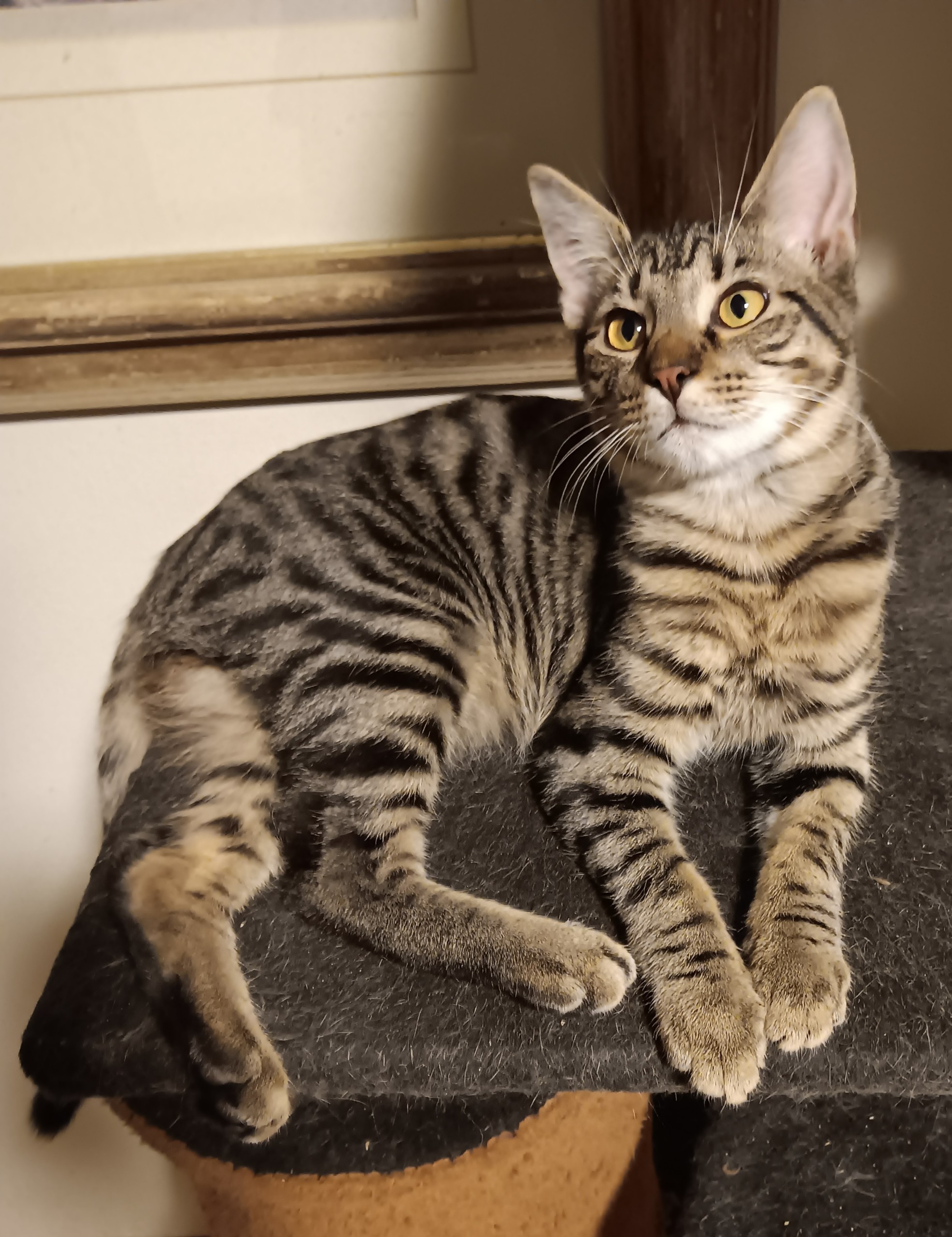 Cat for adoption Ike, a Domestic Short Hair in Muncie, IN Petfinder