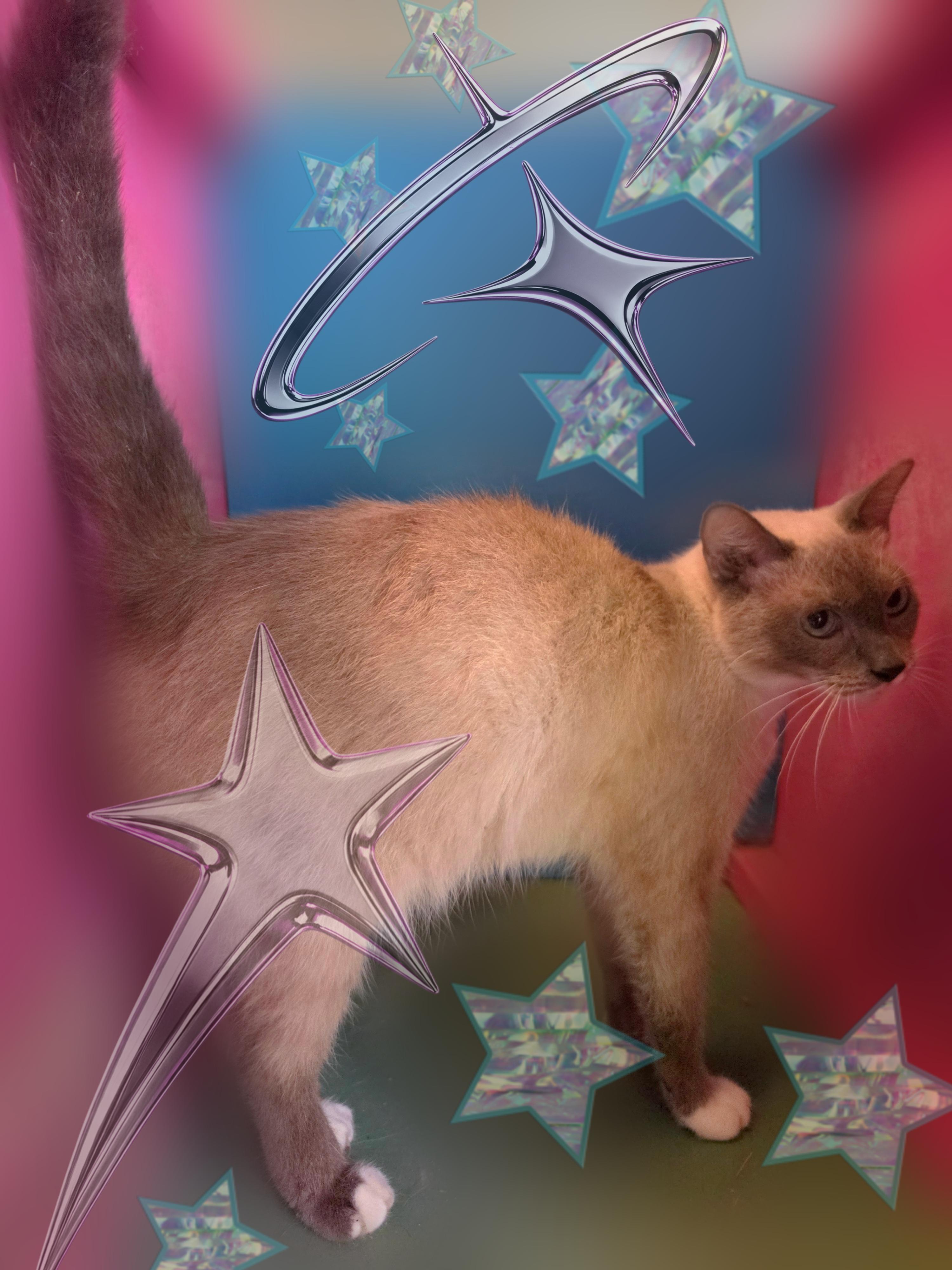 Enlarge Duchess, a Adoptable mixed breed in Silver Springs, FL image 2/5