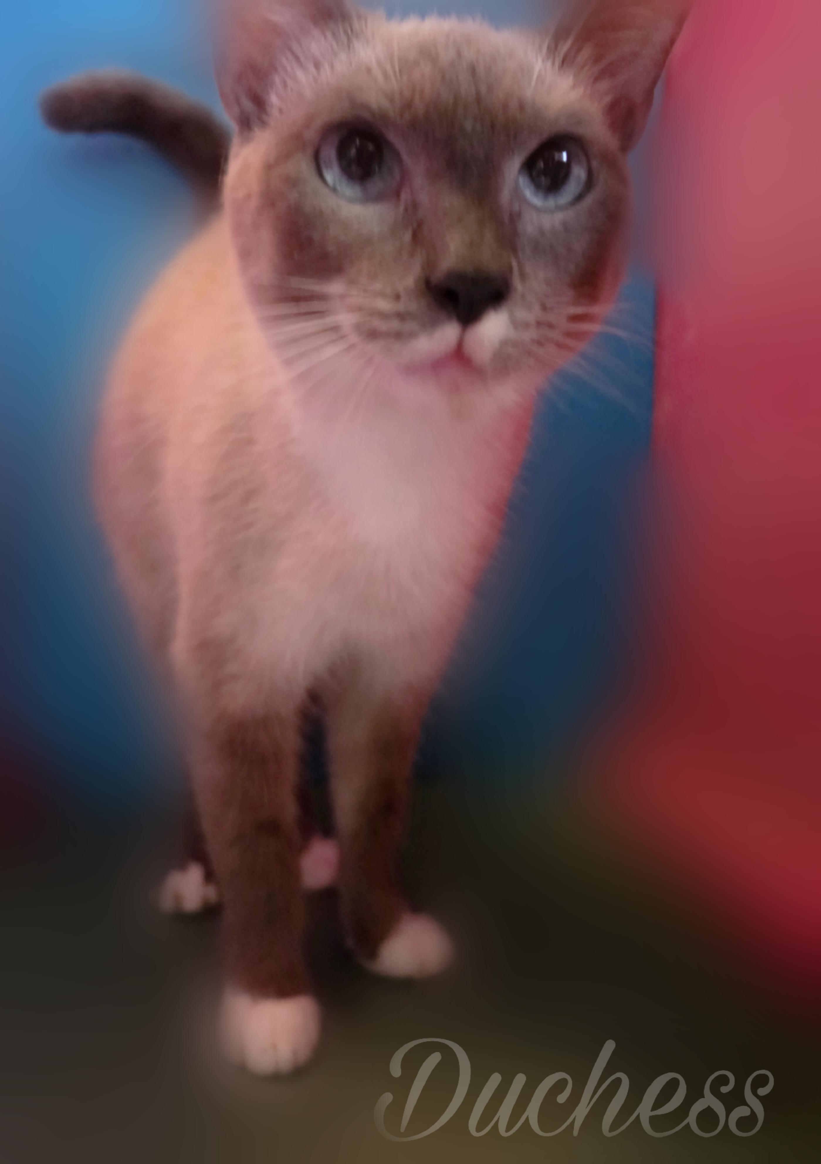 Enlarge Duchess, a Adoptable mixed breed in Silver Springs, FL image 3/5