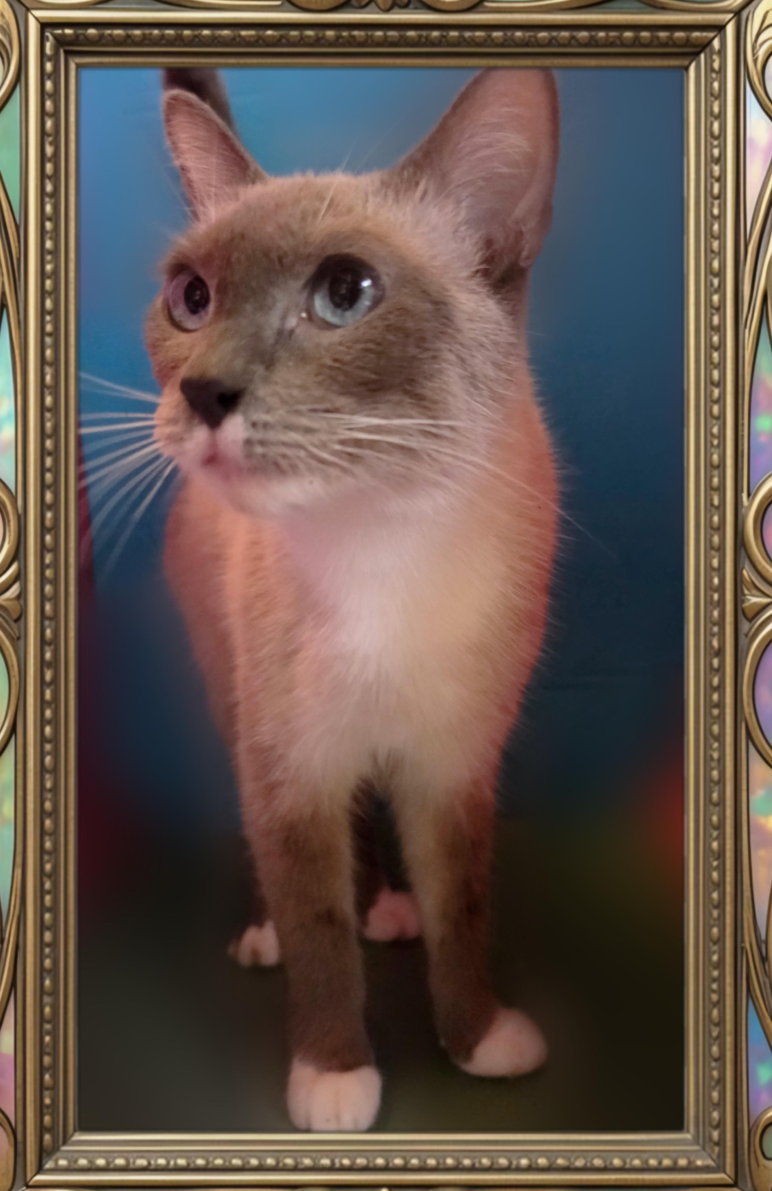 Enlarge Duchess, a Adoptable mixed breed in Silver Springs, FL image 5/5