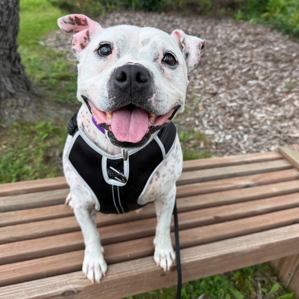 Enlarge Lumi, a Adoptable mixed breed in Brookfield, WI image 2/6