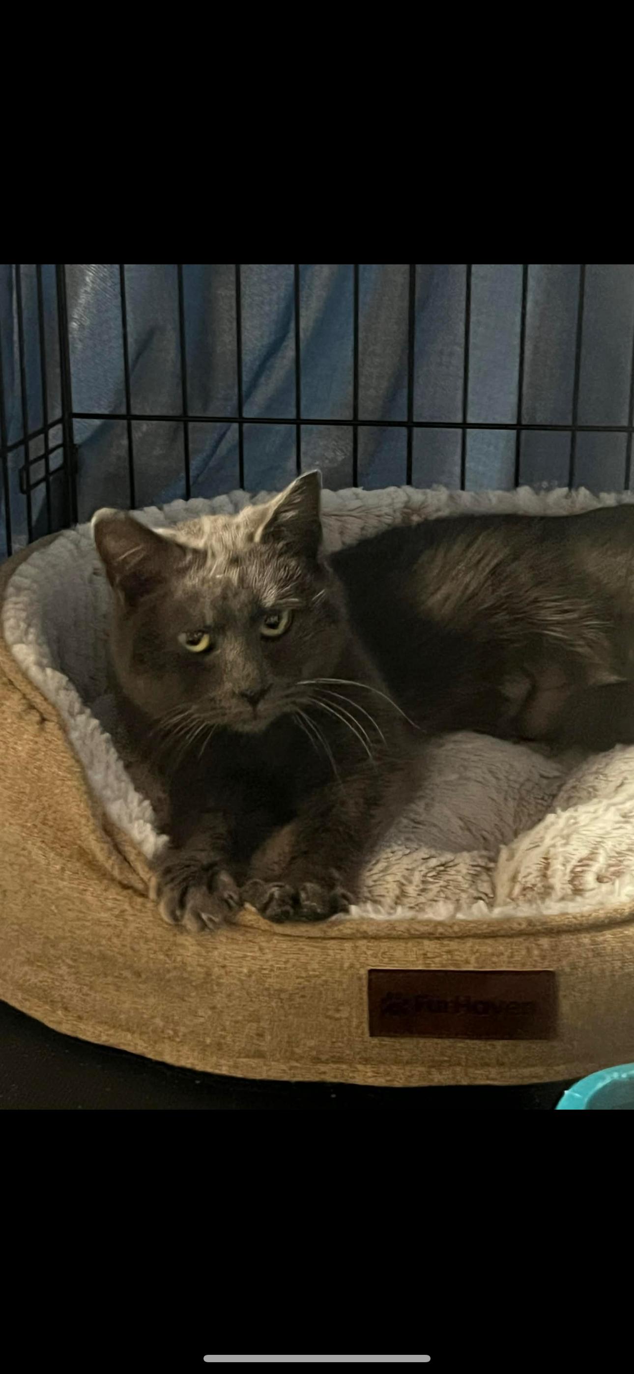 Enlarge Sasha, a Adoptable Domestic Short Hair in Sneads Ferry, NC image 2/2