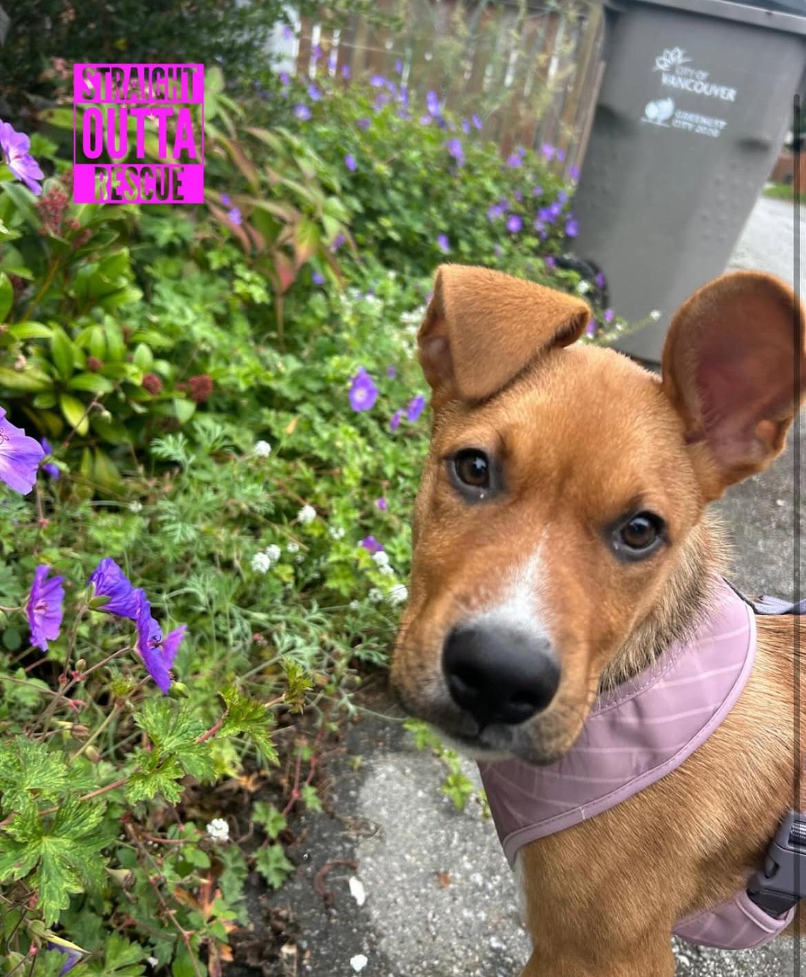 Lulu, an adoptable Shepherd in Vancouver, BC, V6K 1P8 | Photo Image 2