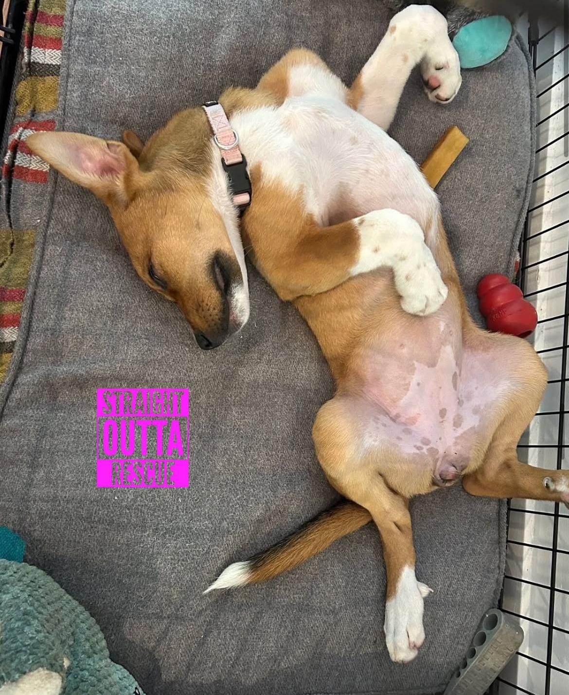 Lulu, an adoptable Shepherd in Vancouver, BC, V6K 1P8 | Photo Image 4