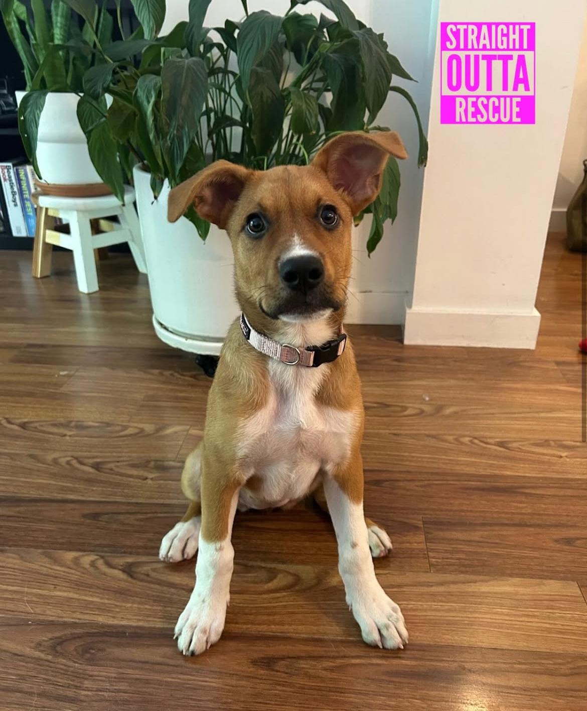 Lulu, an adoptable Shepherd in Vancouver, BC, V6K 1P8 | Photo Image 3