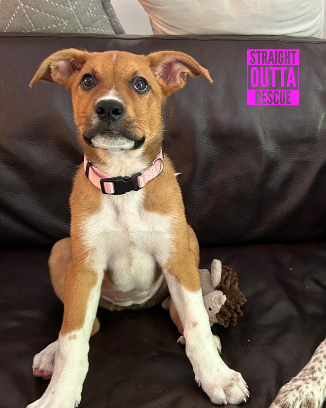 Lulu, an adoptable Shepherd in Vancouver, BC, V6K 1P8 | Photo Image 1