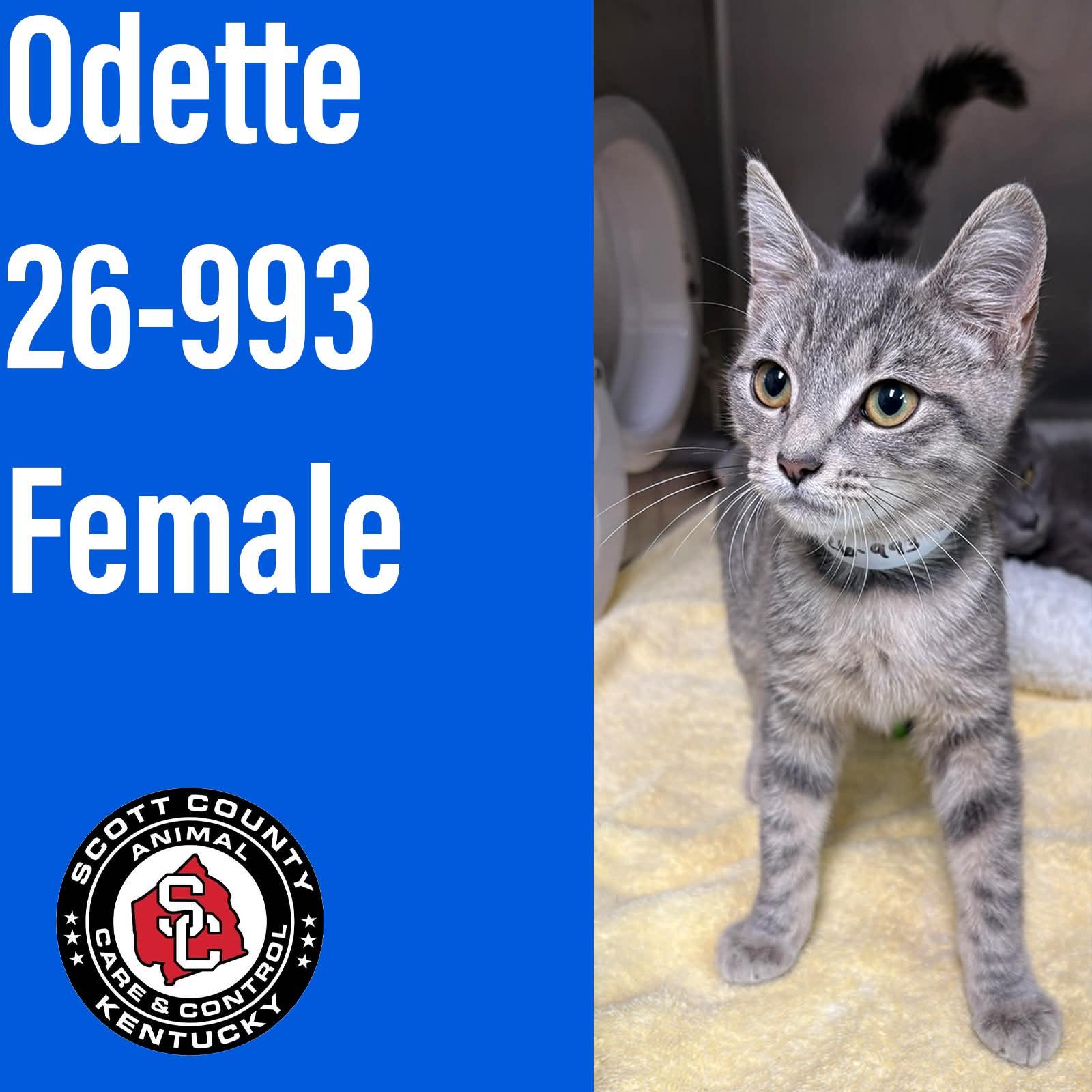 Enlarge Odette, a Adoptable Domestic Short Hair in Georgetown, KY image 1/1