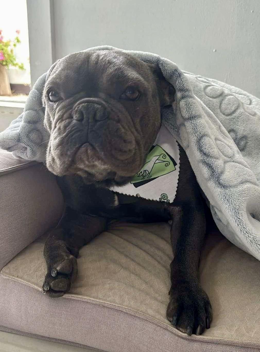 Sunshine, Adoptable, Adult Female French Bulldog.