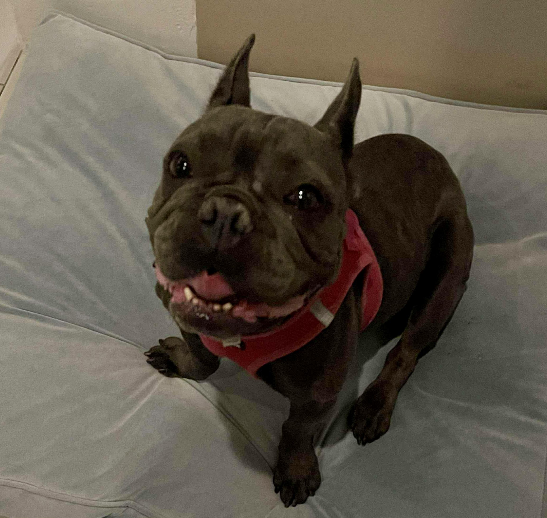 Sunshine, a Adoptable French Bulldog in Tarzana, CA image 3/6