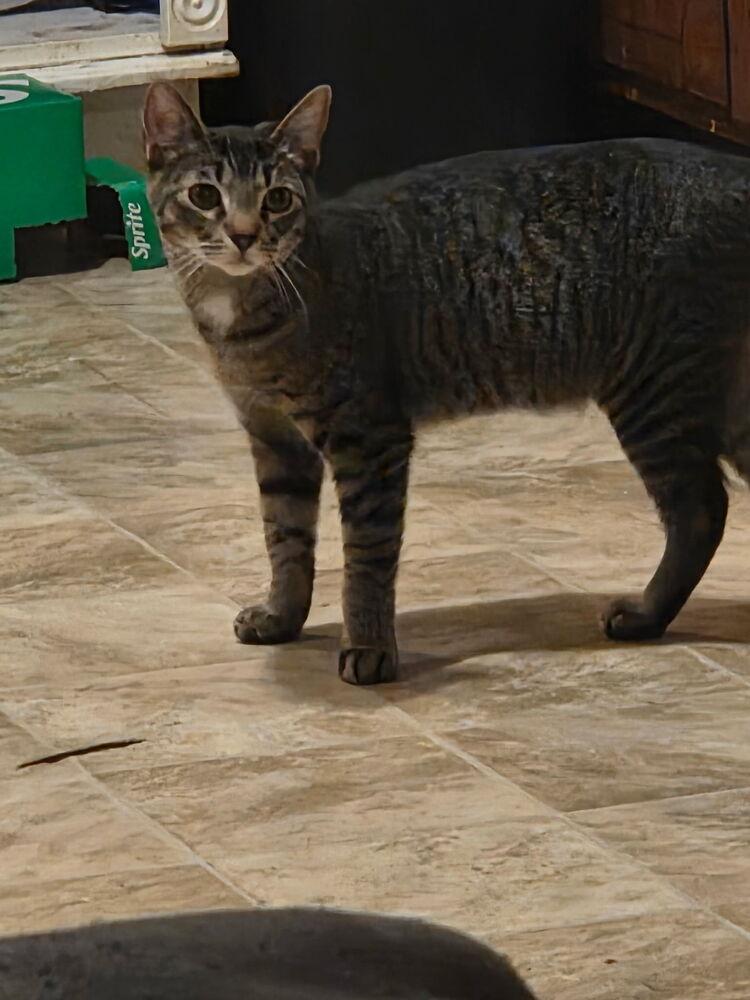 Enlarge Lilo, a Adoptable mixed breed in Plumerville, AR image 1/4